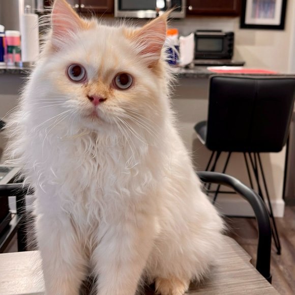 Meet your Posher, Missie - Picture 1 of 1